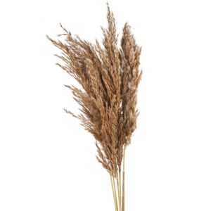 ΑΠΟΞΗΡΑΜΕΝO PAMPAS GRASS ΡΤ163