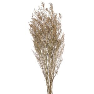 ΑΠΟΞΗΡΑΜΕΝΟ LIMONIUM ΛΕΥΚΟ ΡΤ160